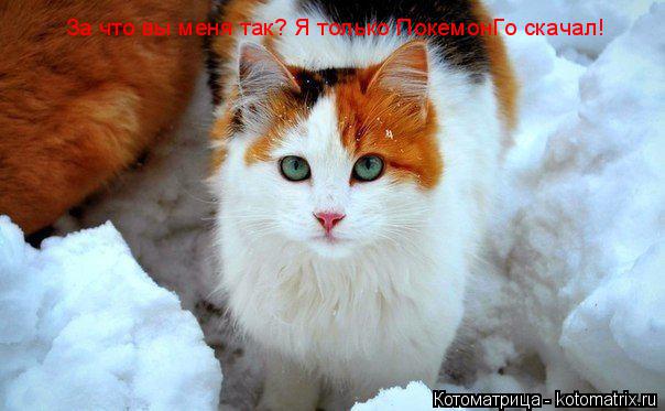 Котоматрица: За что вы меня так? Я только ПокемонГо скачал!