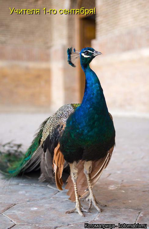 Котоматрица: Учителя 1-го сентября!