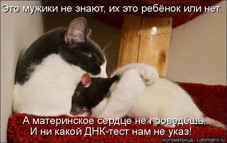 Котоматрица: Это мужики не знают, их это ребёнок или нет. А материнское сердце не проведёшь... И ни какой ДНК-тест нам не указ!
