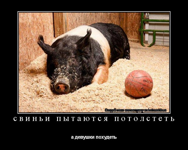 Котоматрица: свиньи пытаются потолстеть а девушки похудеть