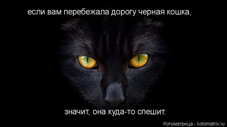 Котоматрица: если вам перебежала дорогу черная кошка, значит, она куда-то спешит.