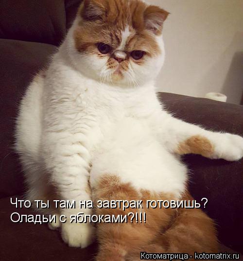 Котоматрица: Что ты там на завтрак готовишь? Оладьи с яблоками?!!!