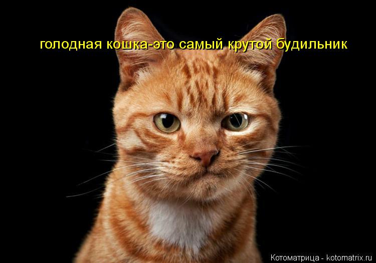 Котоматрица: голодная кошка-это самый крутой будильник