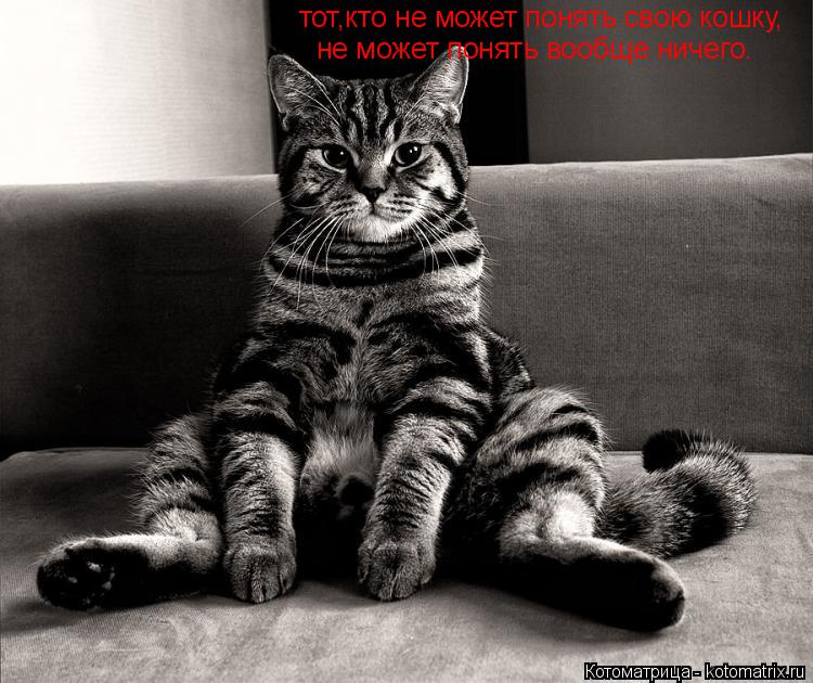 Котоматрица: тот,кто не может понять свою кошку, не может понять вообще ничего.