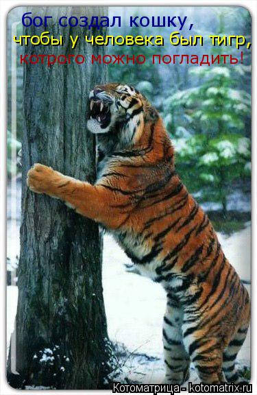 Котоматрица: бог создал кошку,чтобы у человека был тигр, бог создал кошку, чтобы у человека был тигр, котрого можно погладить!