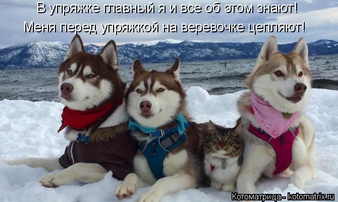Котоматрица: В упряжке главный я и все об этом знают! Меня перед упряжкой на веревочке цепляют!