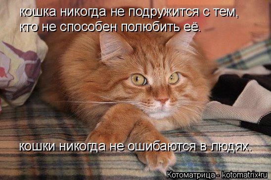 Котоматрица: кошка никогда не подружится с тем, кто не способен полюбить её. кошки никогда не ошибаются в людях.