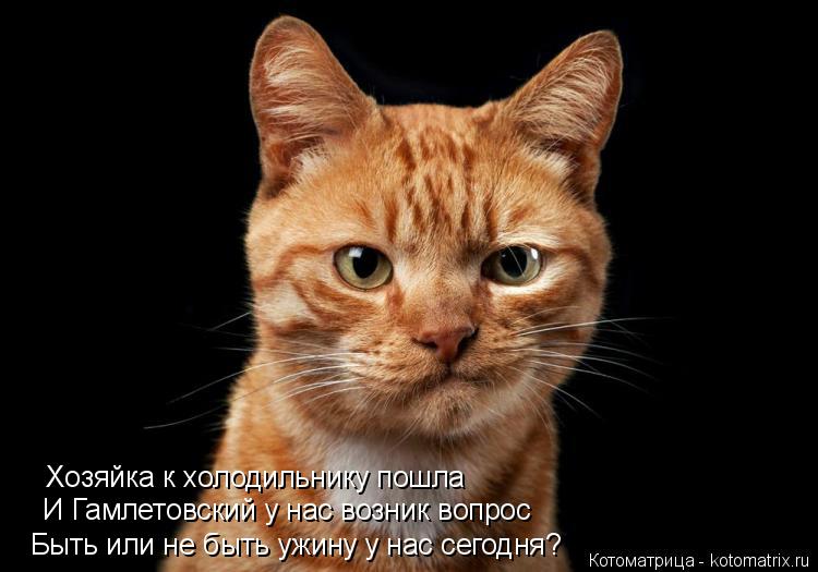 Котоматрица: Хозяйка к холодильнику пошла И Гамлетовский у нас возник вопрос Быть или не быть ужину у нас сегодня?
