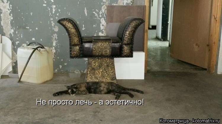 Котоматрица: Не просто лечь - а эстетично!