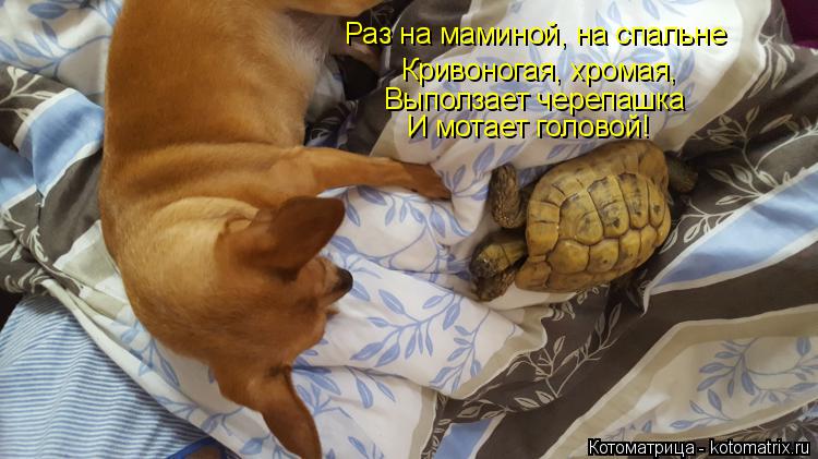 Котоматрица: Раз на маминой, на спальне Кривоногая, хромая, Выползает черепашка И мотает головой!