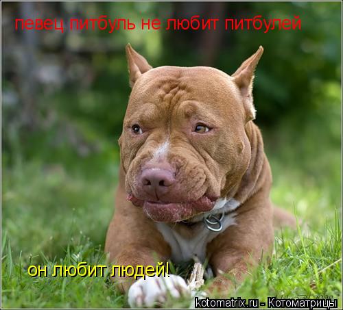 Котоматрица: певец питбуль не любит питбулей он любит людей! он любит людей!