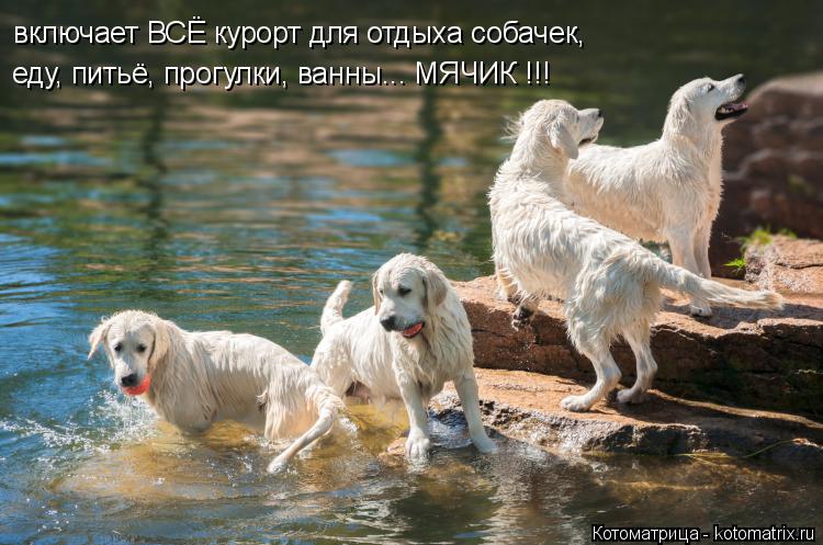 Котоматрица: включает ВСЁ курорт для отдыха собачек, еду, питьё, прогулки, ванны... МЯЧИК !!!