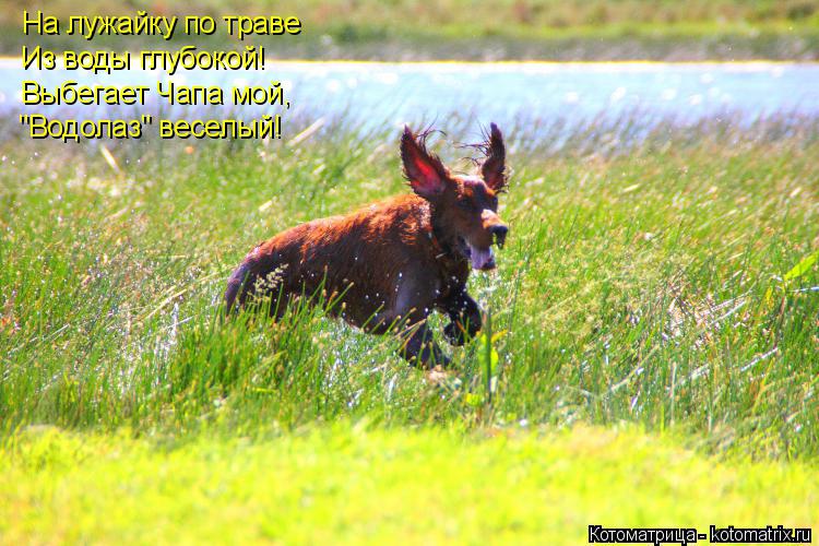 Котоматрица: На лужайку по траве Из воды глубокой! Выбегает Чапа мой, "Водолаз" веселый!