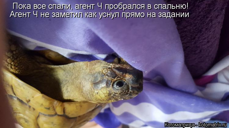 Котоматрица: Пока все спали, агент Ч пробрался в спальню! Агент Ч не заметил как уснул прямо на задании