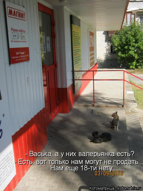 Котоматрица: - Васька, а у них валерьянка есть? - Есть, вот только нам могут не продать... Нам еще 18-ти нету....