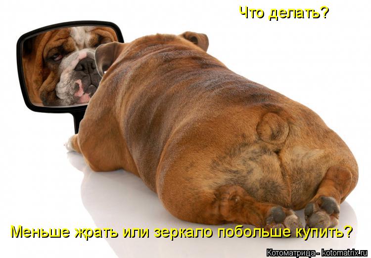 Котоматрица: Что делать? Меньше жрать или зеркало побольше купить?