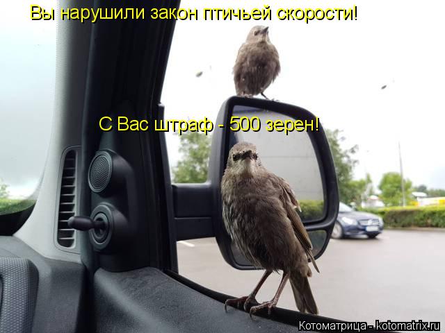Котоматрица: Вы нарушили закон птичьей скорости! С Вас штраф - 500 зерен!