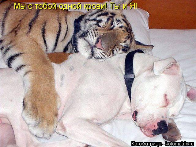 Котоматрица: Мы с тобой одной крови! Ты и Я!