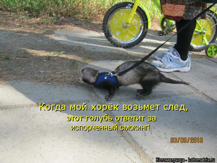 Когда мой хорёк возьмет след, этот голубь ответит за испорченный смокинг!... Котоматрица: Когда мой хорёк возьмет след, этот голубь ответит за испорченный смокинг!