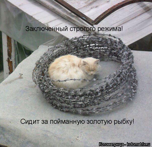 Котоматрица: Заключенный строгого режима! Сидит за пойманную золотую рыбку!