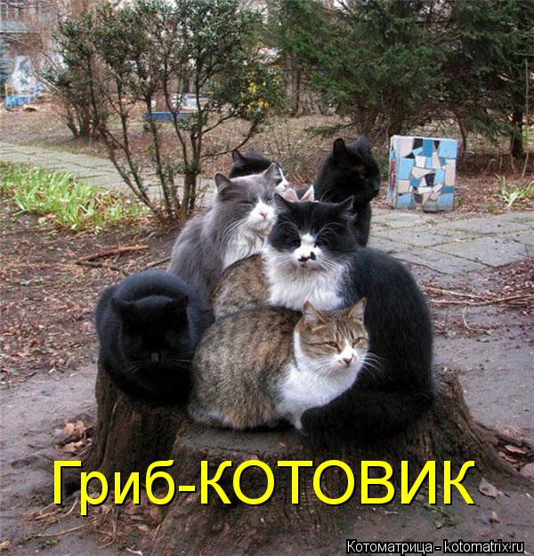Котоматрица: Гриб-КОТОВИК