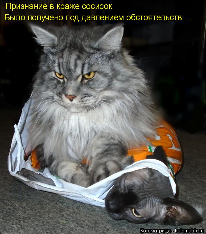 Котоматрица: Признание в краже сосисок Было получено под давлением обстоятельств.....