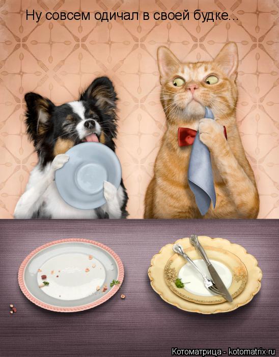 Котоматрица: Ну совсем одичал в своей будке...