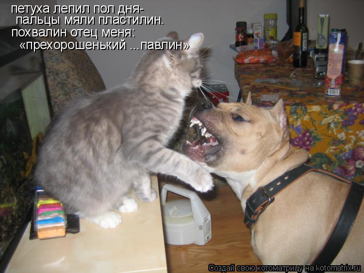 Котоматрица: петуха лепил пол дня- пальцы мяли пластилин. похвалин отец меня: «прехорошенький ...павлин»