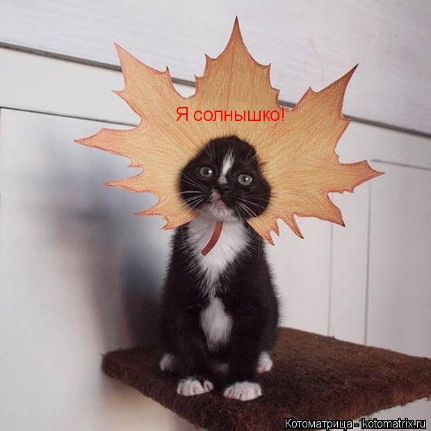 Котоматрица: Я солнышко!