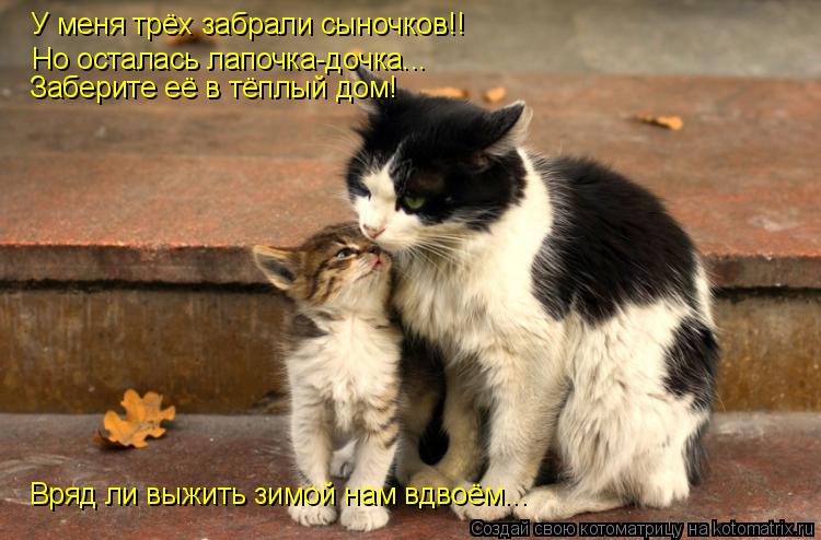 Котоматрица: У меня трёх забрали сыночков!! Но осталась лапочка-дочка... Заберите её в тёплый дом! Вряд ли выжить зимой нам вдвоём...