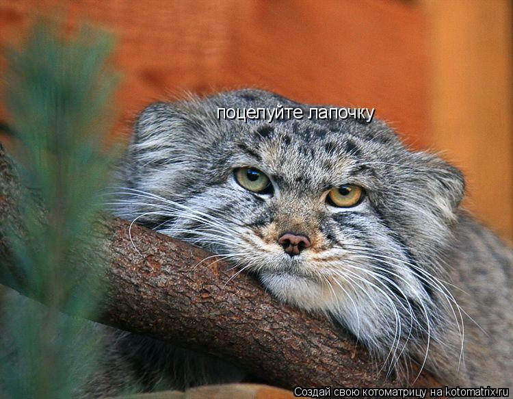 Котоматрица: поцелуйте лапочку