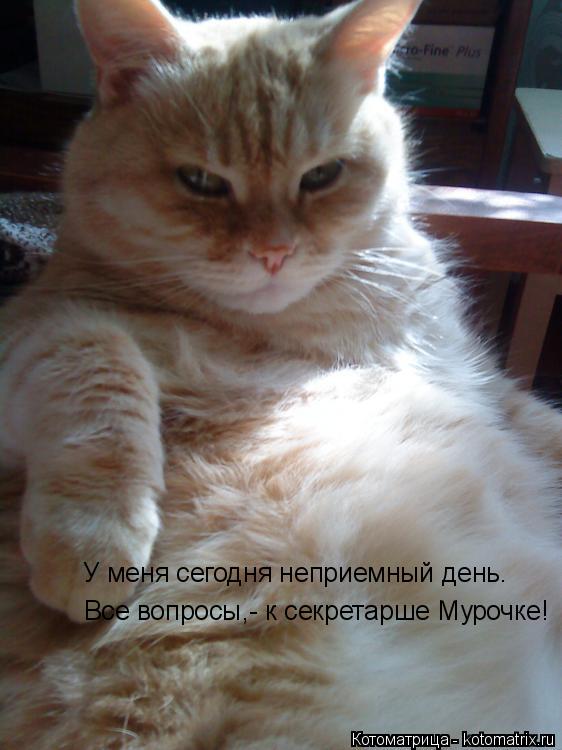 Котоматрица: У меня сегодня неприемный день. Все вопросы,- к секретарше Мурочке!