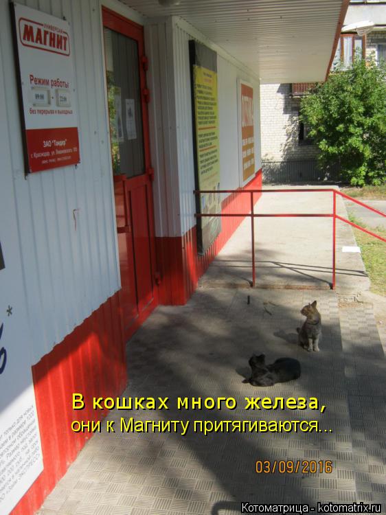 В кошках много железа, они к Магниту притягиваются...... Котоматрица: В кошках много железа, они к Магниту притягиваются...