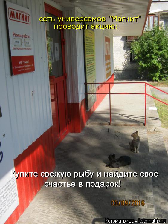 сеть универсамов "Магнит" проводит акцию: Купите свежую рыбу и найдите своё счастье в подарок!... Котоматрица: сеть универсамов "Магнит" проводит акцию: Купите свежую рыбу и найдите своё счастье в подарок!
