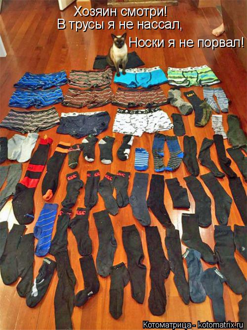 Котоматрица: Хозяин смотри! В трусы я не нассал, Носки я не порвал!