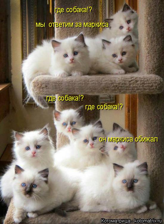 Котоматрица: где собака!? где собака!? где собака!? мы  ответим за маркиса  он маркиса обижал