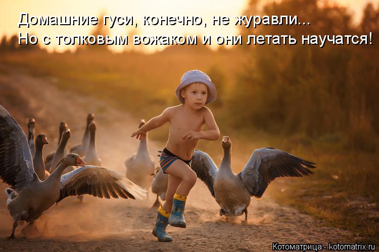 Котоматрица: Но с толковым вожаком и они летать научатся! Домашние гуси, конечно, не журавли...