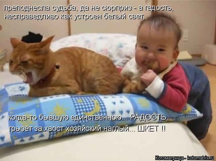 Котоматрица: преподнесла судьба, да не сюрприз - а гадость, несправедливо как устроен белый свет, когда-то бывшую единственною... РАДОСТЬ, грызёт за хвост 