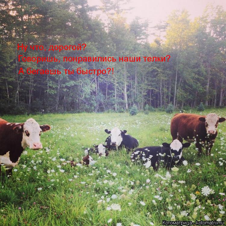 Котоматрица: Ну что, дорогой? Говоришь, понравились наши телки? А бегаешь ты быстро?!