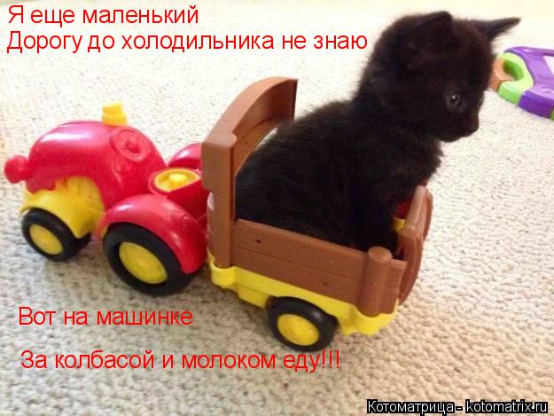 Котоматрица: Я еще маленький Дорогу до холодильника не знаю Вот на машинке  За колбасой и молоком еду!!!