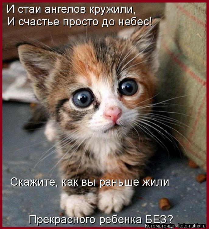 Котоматрица: И счастье просто до небес! Скажите, как вы раньше жили  Прекрасного ребенка БЕЗ? И стаи ангелов кружили,