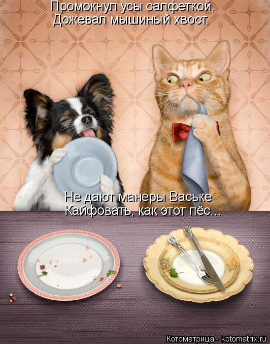Котоматрица: Промокнул усы салфеткой, Дожевал мышиный хвост, Не дают манеры Ваське Кайфовать, как этот пёс...