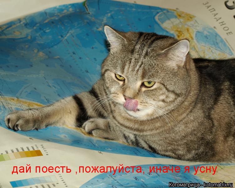 Котоматрица: дай поесть ,пожалуйста, иначе я усну