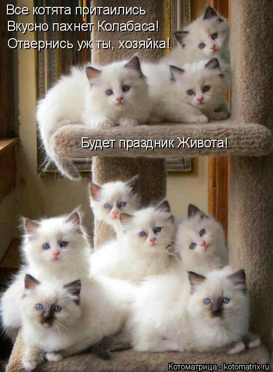 Котоматрица: Все котята притаились Вкусно пахнет Колабаса! Отвернись уж ты, хозяйка! Будет праздник Живота!