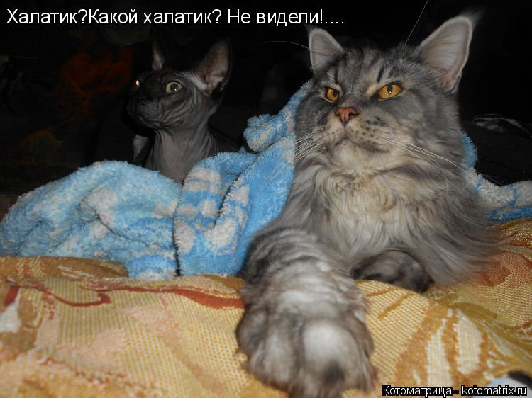 Котоматрица: Халатик?Какой халатик? Не видели!....