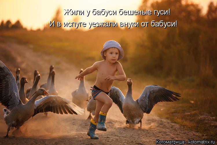 Котоматрица: Жили у бабуси бешеные гуси!  И в испуге уезжали внуки от бабуси!