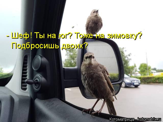 Котоматрица: - Шеф! Ты на юг? Тоже на зимовку?  Подбросишь двоих?