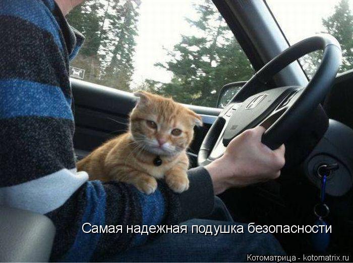 Котоматрица: Самая надежная подушка безопасности