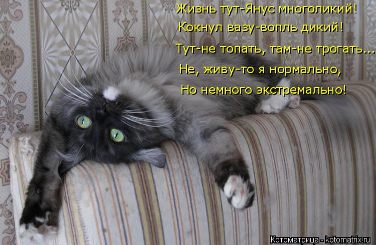 Котоматрица: Тут-не топать, там-не трогать... Жизнь тут-Янус многоликий!  Кокнул вазу-вопль дикий! Не, живу-то я нормально, Но немного экстремально!