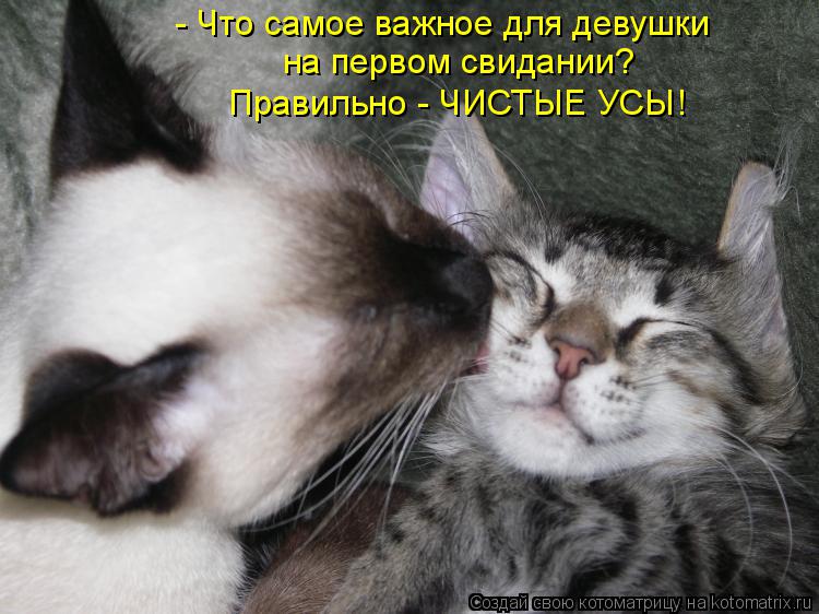 Котоматрица: - Что самое важное для девушки на первом свидании? Правильно - ЧИСТЫЕ УСЫ!